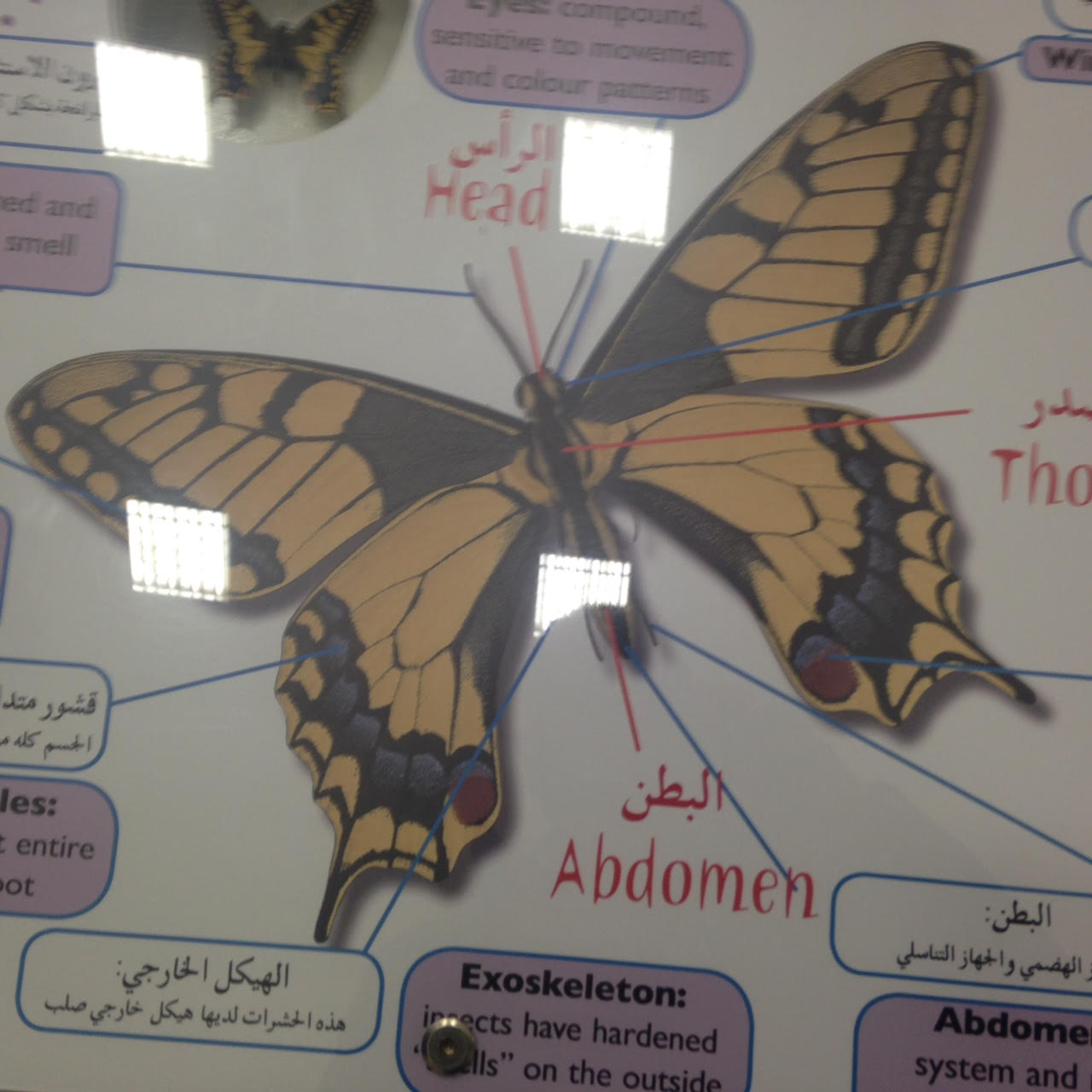  تحت رعاية وزير التربية والتعليم وبحضور وزير الثقافة ورئيسة بلدية بيت لحم والجهات البريطانية الداعمة افتتاح معرض ومدينة الديناصورات الدائم في قصر المؤتمرات