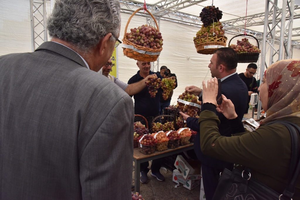 مهرجان قطف الزيتون السابع عشر ينطلق من ساحة المهد