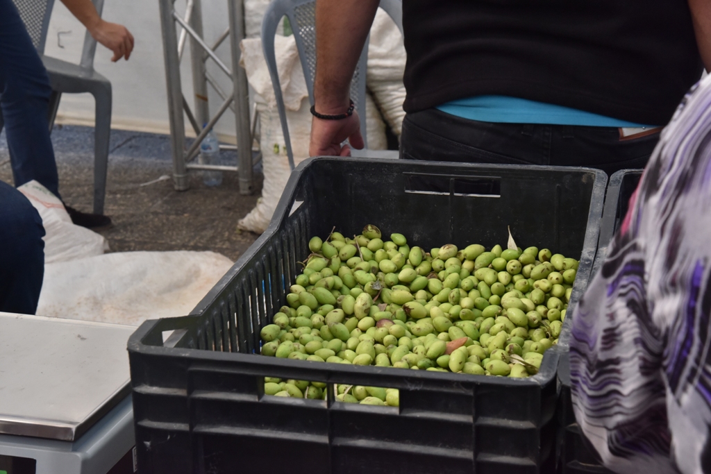 مهرجان قطف الزيتون السابع عشر ينطلق من ساحة المهد
