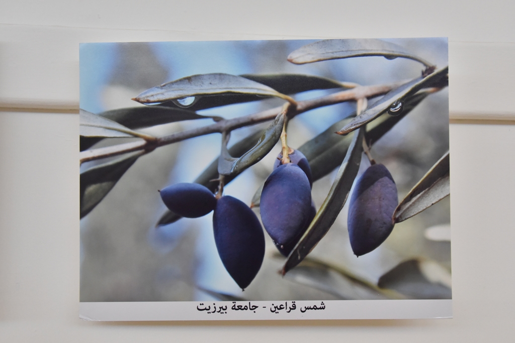 مهرجان قطف الزيتون الثامن عشر ينطلق من ساحة المهد في بيت لحم