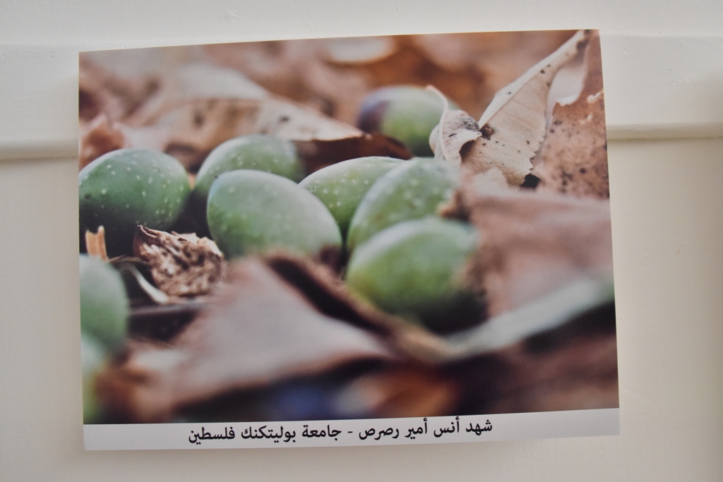 مهرجان قطف الزيتون الثامن عشر ينطلق من ساحة المهد في بيت لحم