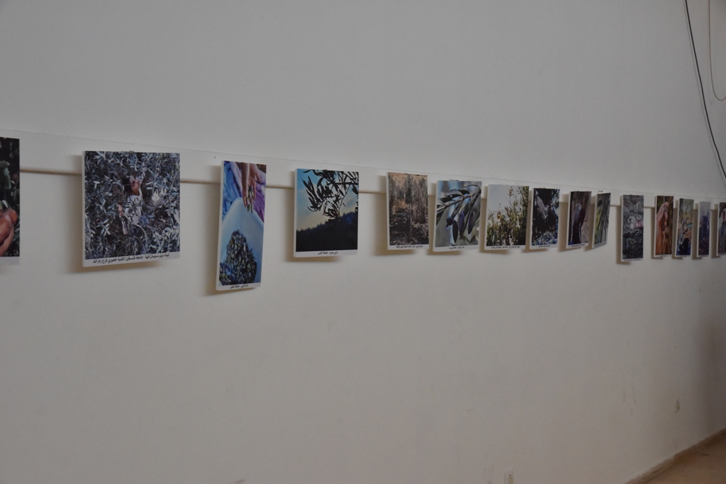 مهرجان قطف الزيتون الثامن عشر ينطلق من ساحة المهد في بيت لحم