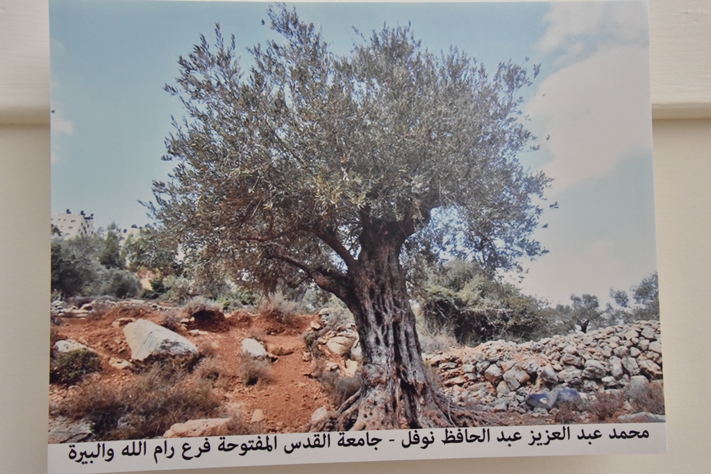 مهرجان قطف الزيتون الثامن عشر ينطلق من ساحة المهد في بيت لحم