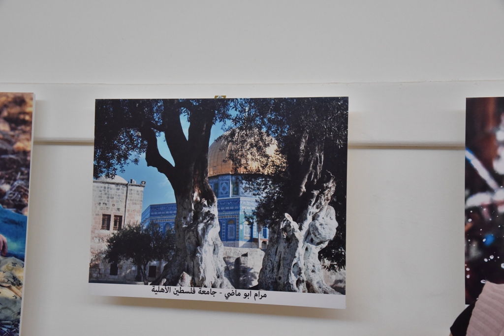 مهرجان قطف الزيتون الثامن عشر ينطلق من ساحة المهد في بيت لحم