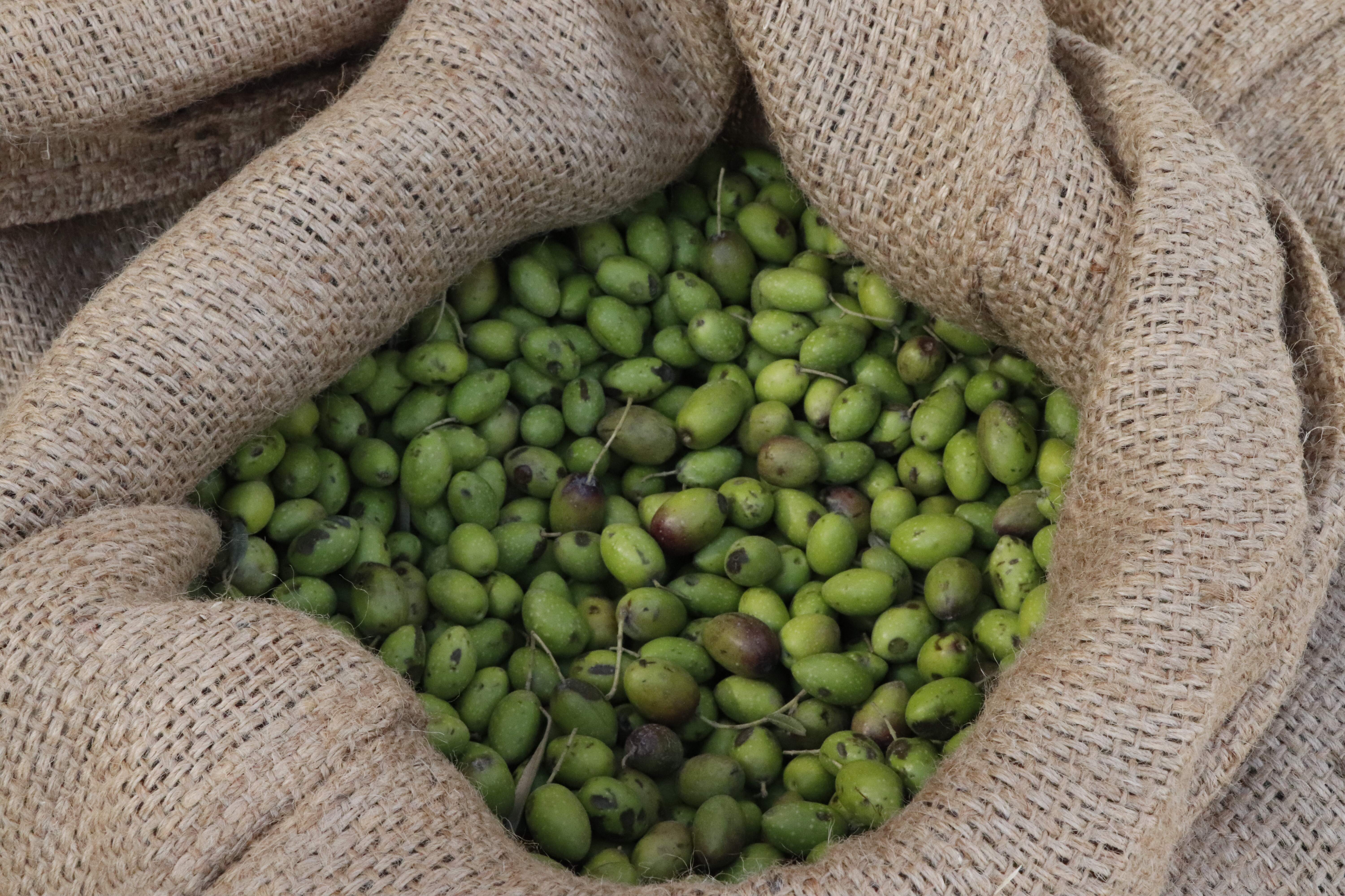 إختتام فعاليات مهرجان قطف الزيتون السنوي الثاني والعشرين