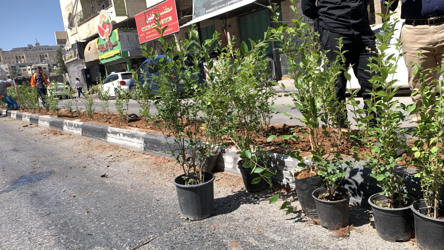 ضمن مشروع "بيت لحم مدينة خضراء" بلدية بيت لحم تنظّم نشاطًا بيئيًا لتنظيف وتخضير شارع المهد
